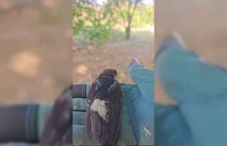 Çanakkale’de tedavisi tamamlanan yavru kırlangıçlar...