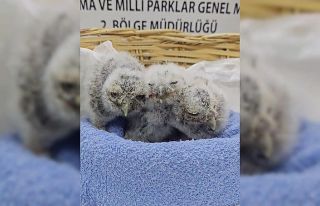 Çanakkale’de yuvalarını kaybeden yavru kukumavlar...