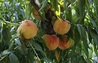 Çarşamba şeftalisinde hasat zamanı