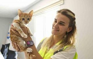 Çaya düşüp hayatta kalma mücadelesi veren yavru...