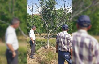 Ceviz ağaçlarında çeşit seçimi soruna sebep...
