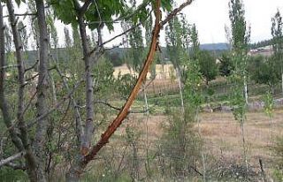 Çiftçilerin bahçesine zarar veren şüphelinin...