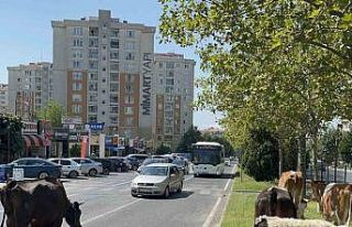 Çiftlikten firar eden inek sürüsü şehir merkezine...