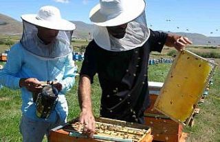 Coğrafi işaretli balın hasadı başladı; kilosu...