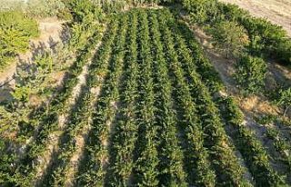 Coğrafi işaretli Erciş üzümünün bağ bozumu...