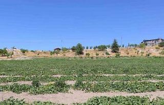 Coğrafi işaretli meşhur Kahramankazan kavunu yeniden...