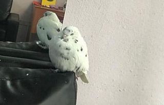 Çok sevdiğini güvercini kayboldu, her yerde onu...