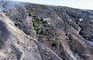 Çorum’daki orman yangını kontrol altına alındı