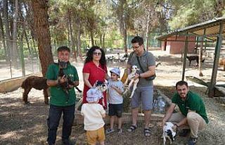 Cüce keçiler Gaziantep Doğal Yaşam Parkı’nda...