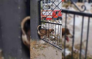 Demir korkuluklara sıkışan köpek itfaiye ekiplerince...