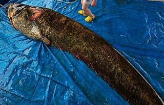 Demirköprü Barajı’nda 114 kiloluk yayın balığı...