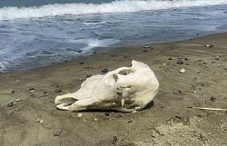 Denizden telef olmuş angus çıktı