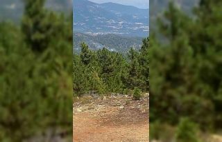 Denizli’de sarp arazide orman yangını başladı