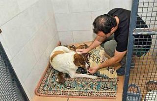 Dereye düşen köpek ve yavrularına Esenyurt Belediyesi...