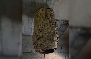 Dev arı yuvası görenleri şaşırttı