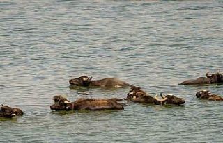 Diyarbakır’da sığır ve mandalar Kabaklı Gölü’nde...