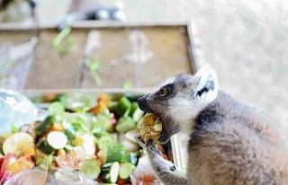 Doğa Parktaki hayvanlar dondurulmuş gıdalarla serinletiliyor