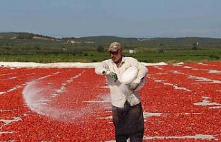 Domates kurutma alanlarında görsel şölen