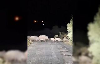 Domuz sürüsü köy yolunda görüntülendi