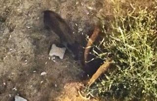 Domuzlar yazlıkların bahçesinde yiyecek aradı