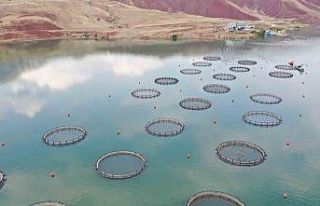 Dünya’nın somonu, denize kıyı olmayan Sivas’ta...