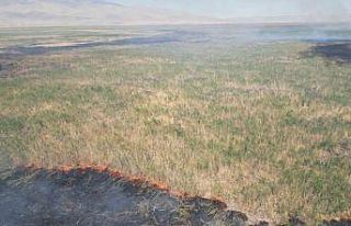 Eber Gölü’nde 2 gün içerisinde 2’nci yangın