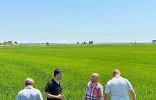 Edirne Ovası yeşile büründü: Çeltikte rekor...