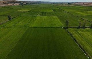 Edirne’de sağanak yağış ekili ürünlere can...