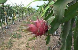 Ejder meyvesi hasadı yüzleri güldürdü