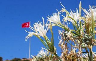 EKODOSD Başkanı Sürücü uyardı: "Kum zambakları...