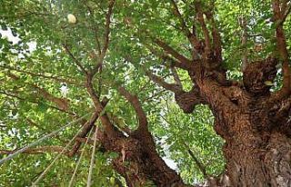 Elazığ’da 500 yıllık dut ağacı, yıllara meydan...