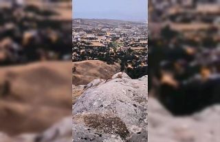 Elazığ’da dağ keçileri görüldü