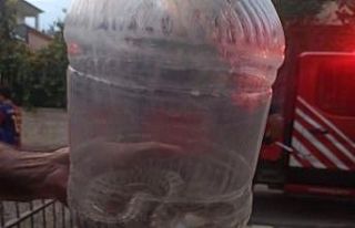 Elazığ’da engerek yılanı paniği