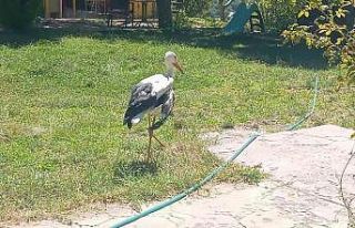 Elazığ’da kanadı kırık leylek koruma altına...