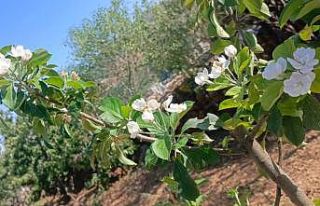 Elma ağaçları Ağustos’ta çiçek açtı