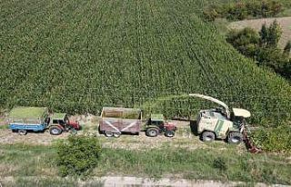 Erzincan Ovası’nda silajlık mısır hasadı başladı!...