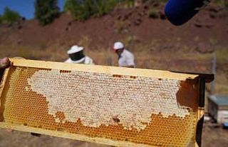 Erzincan’da kayıtlı arıcılık işletme sayısı...