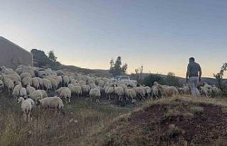 Erzincan’da koyun sürüsü ayı ve kurtların saldırısına...
