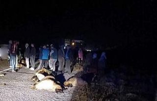 Erzincan’da otomobil koyun sürüsüne daldı