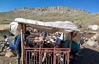 Erzincan’da yayladaki hayvanlara şap aşısı vuruldu