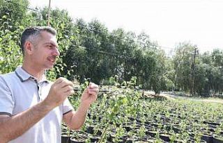 Erzurum Orman Bölge Müdürü Karakurt: "Bölgede...