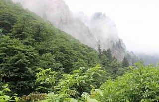 Eşini öldürdükten sonra ormanlık alana kaçan...