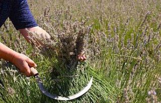 Eskişehir’de ilginç lavanta hasadı