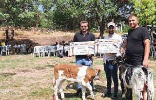 Festivalde en güzel kuzu ve buzağı seçildi