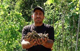 Fındığının çalındığını sandı, kamerada...