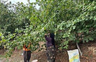 Fındık üreticileri hasat yapmaya başladı