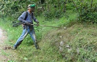 Fındıkta hasat öncesi en zor iş: Yevmiyesi 6 bin...