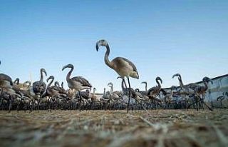 Flamingolar Gediz Deltasına hayat veriyor