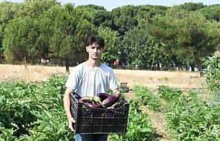 Gazi Tarım’da hasat zamanı