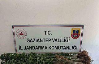 Gaziantep’te 428 kök kenevir ele geçirildi: 5...